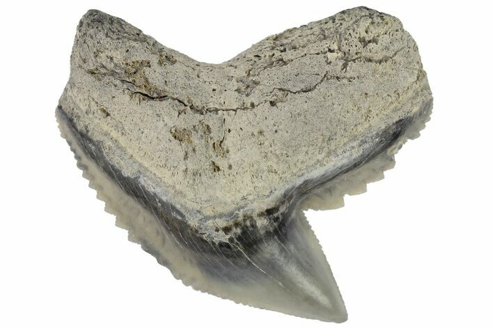 Fossil Tiger Shark (Galeocerdo) Tooth - Aurora, NC #179005